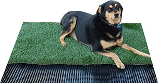 Dog lying on turf with P-Drain underneath,